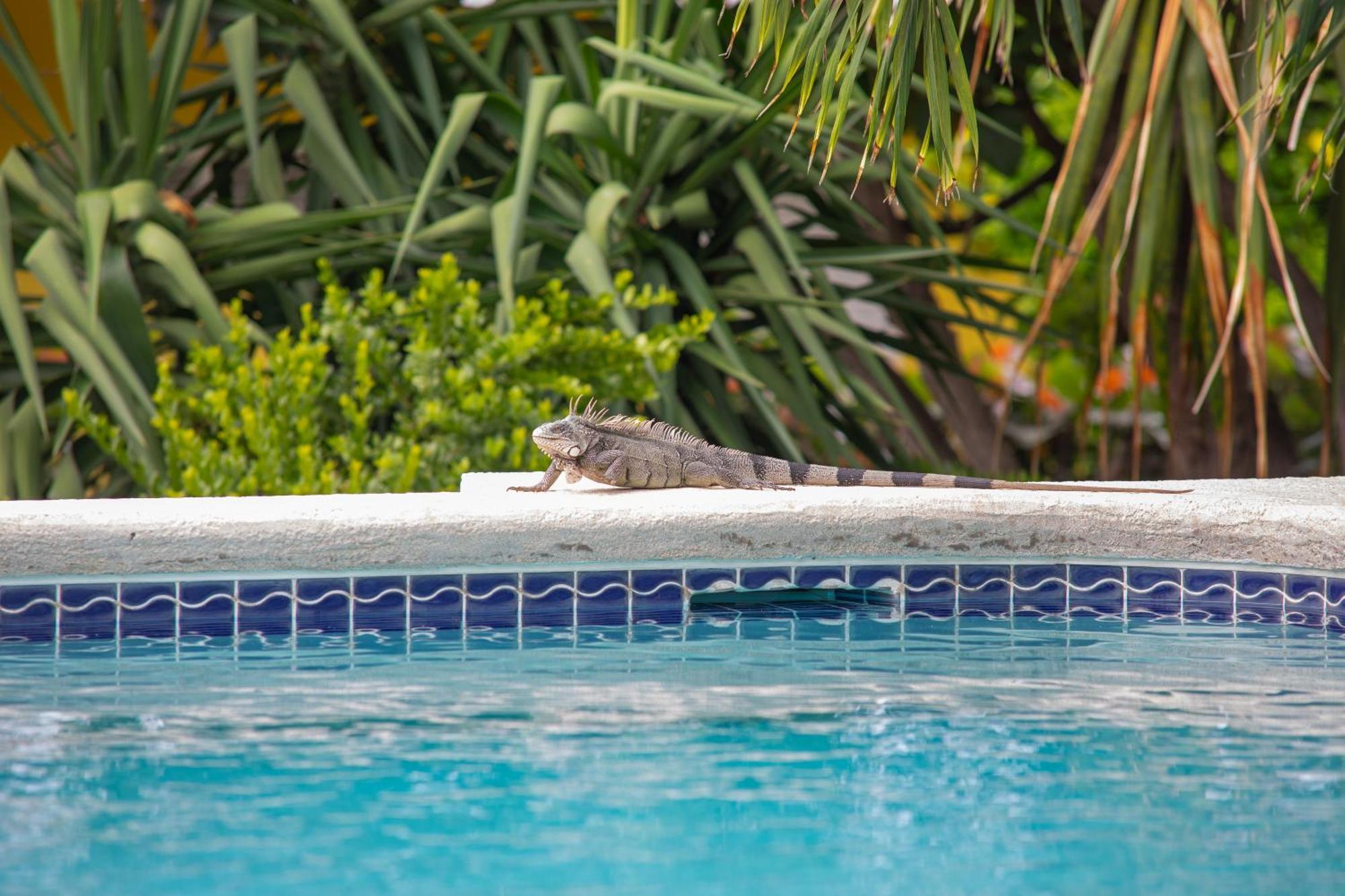Piscadera Bay Resort 24 Willemstad Bagian luar foto